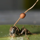Image for article titled The 10 Creepiest Parasites